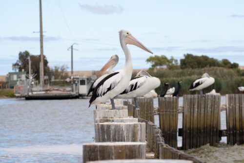 Glenn Power CR SECRET COORONG TOURS_ S 3612